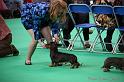 Crufts2011_2 912